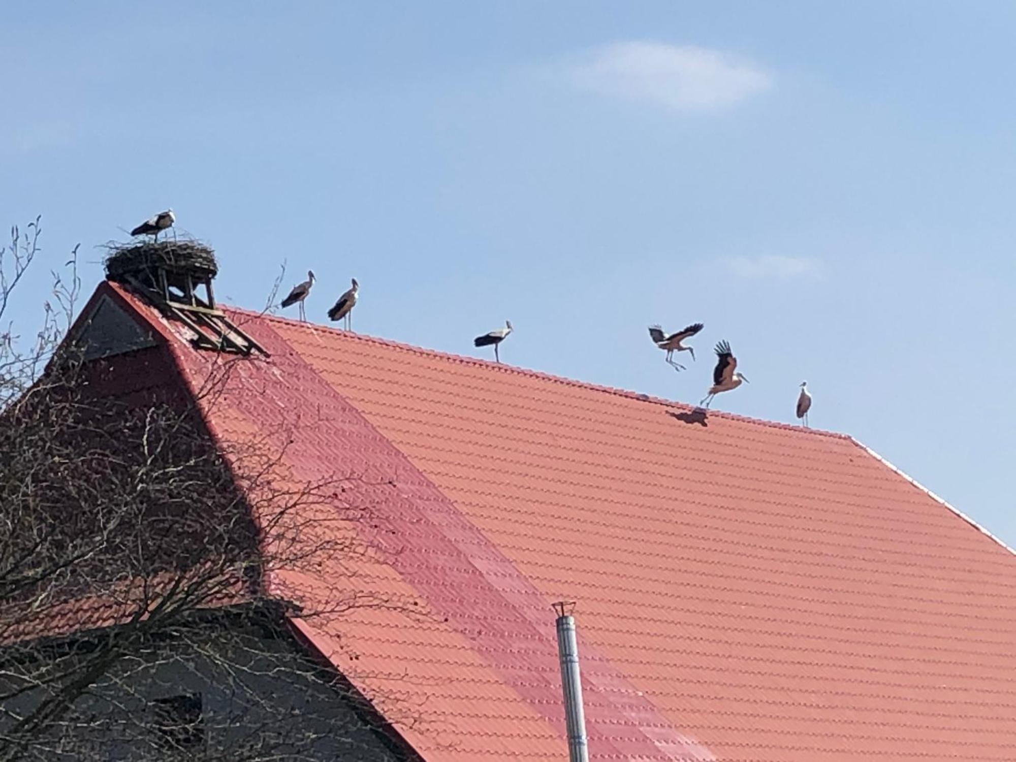 Ferienwohnung Storchenhof Eutin Exterior foto